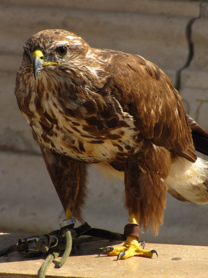 Goshawk Black