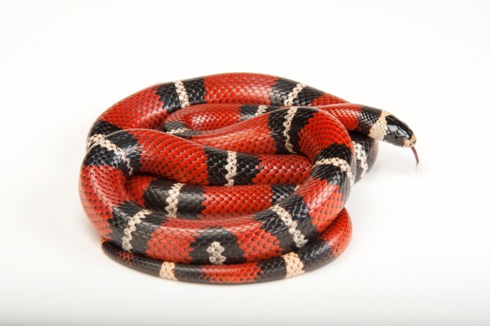 Королевская змея (Lampropeltis)