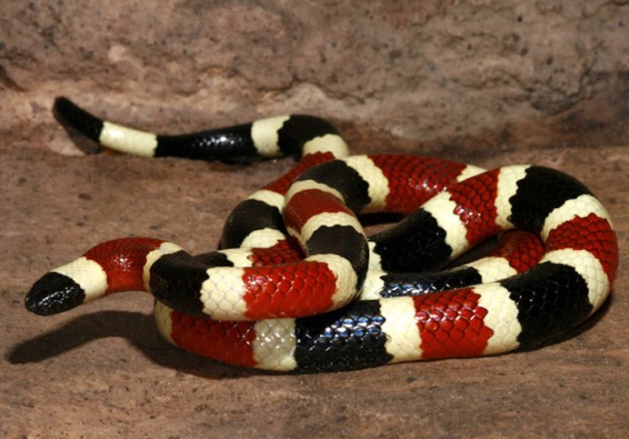 Lampropeltis Triangulum