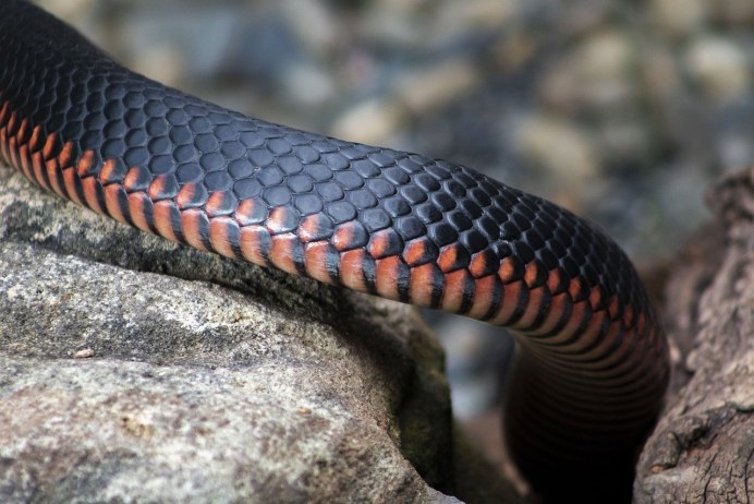 Oreocryptophis porphyraceus