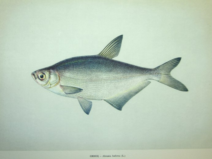 Золотистый окунь (Sebastes Marinus)