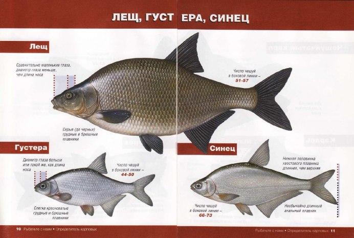 Малек подлещика