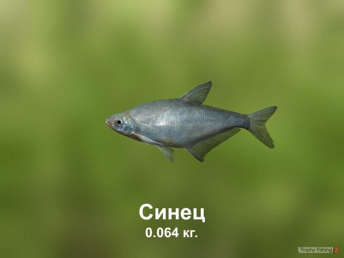 Гурами Промысловый розовый
