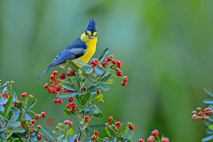 Природа птицы