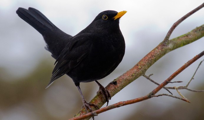 Common Blackbird (turdus Merula)