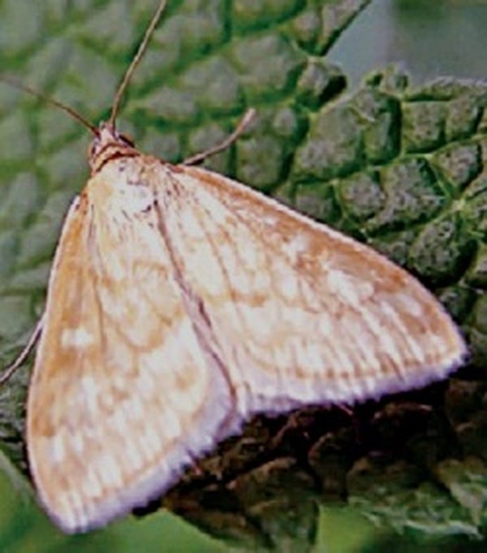 Луговой мотылек Loxostege sticticalis