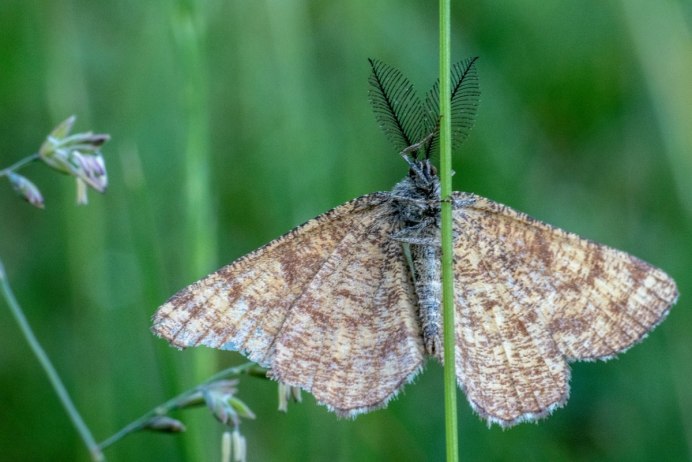 Мотылёк Луговой жёлтый. Sitochroa verticalis