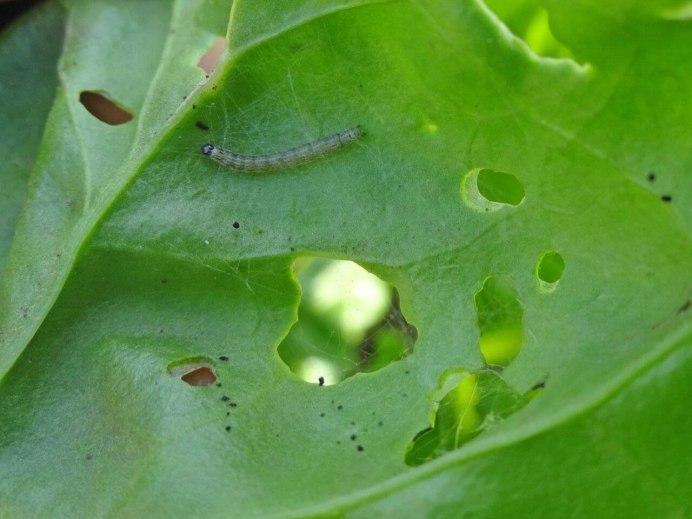 Луговой мотылек (Margaritia sticticalis)