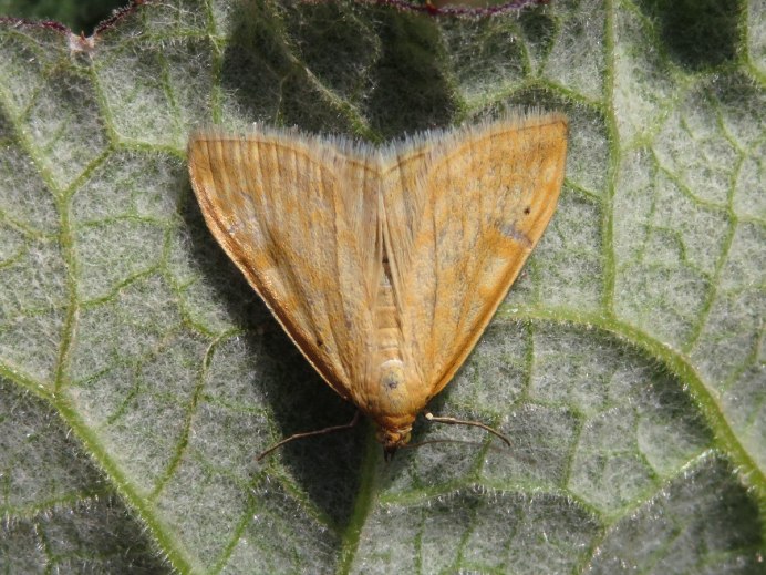 Луговой мотылёк Pyrausta (Loxostege) sticticalis