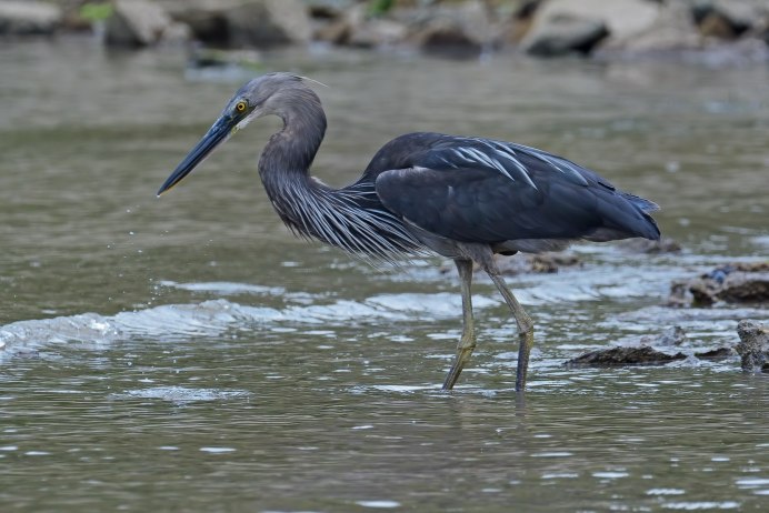 Серая цапля (Ardea cinerea)
