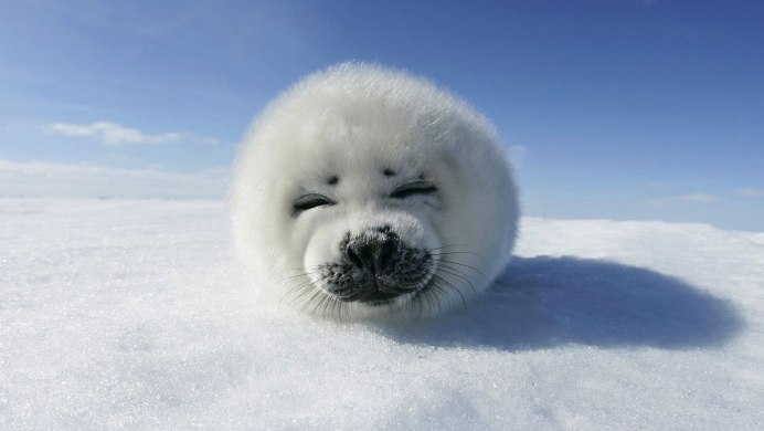 Arctic Fox