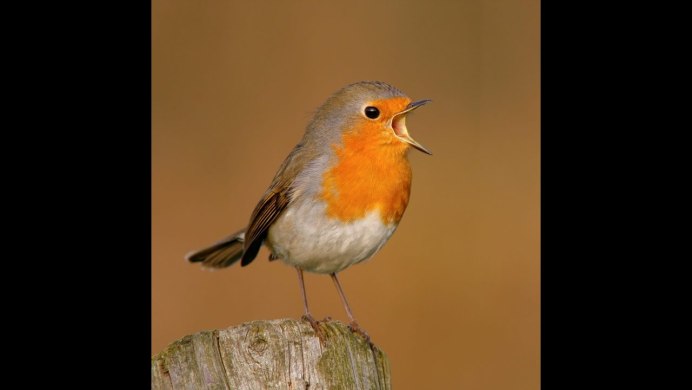 Erithacus rubecula