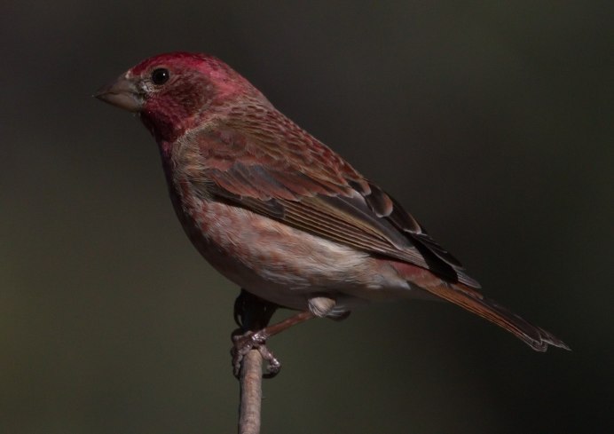 Розовый танагровый певун / Cardellina versicolor
