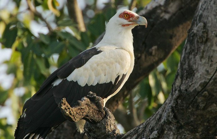 Gypohierax angolensis