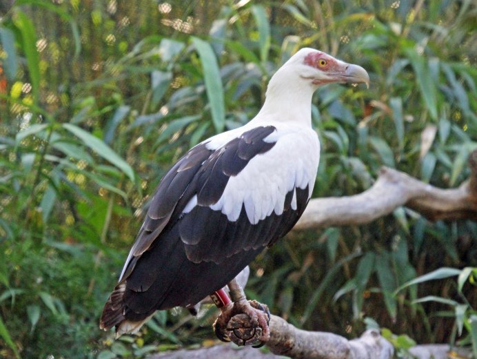 Gypohierax angolensis