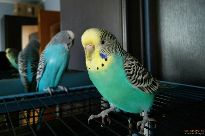 Волнистик Арлекин