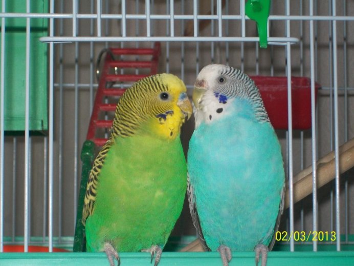 Голубой волнистых попугайчиков в клетке