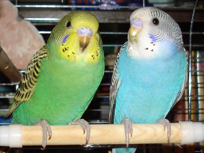 Волнистый попугай