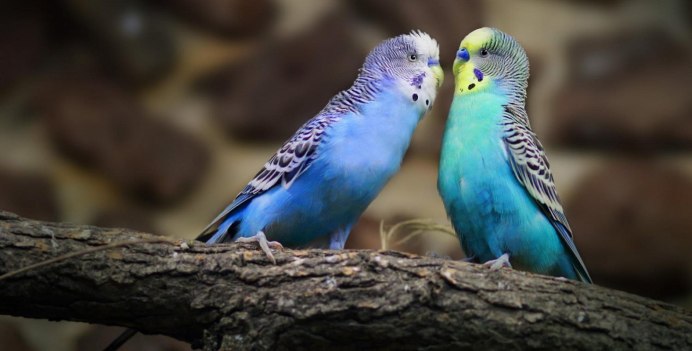 Восковица у волнистого попугая