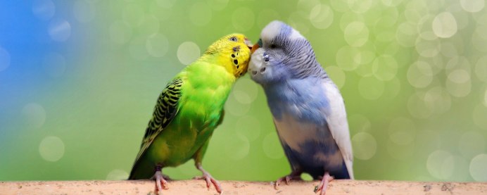 Коричневый волнистый попугай