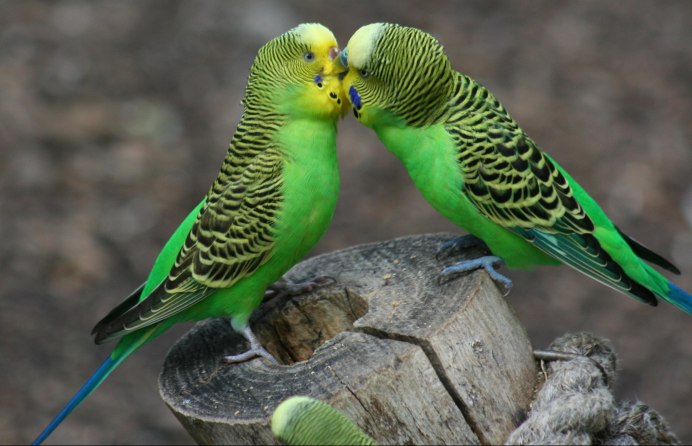 Волнистый попугай парочка
