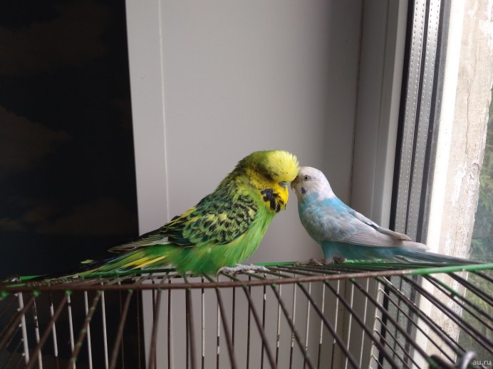 Волнистый попугай