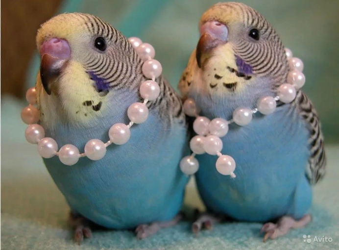 Попугаи волнистые попугайчики