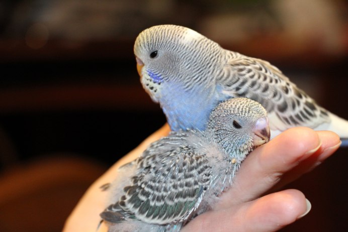 Нужна парочка волнистику