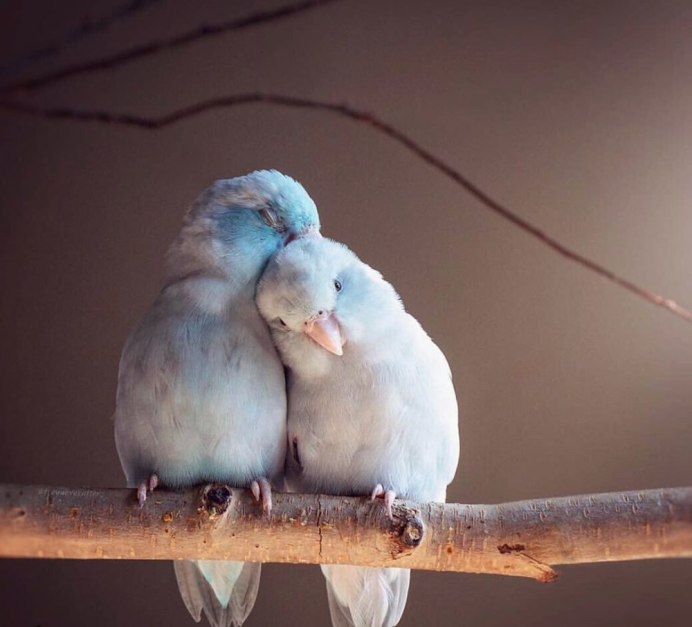 Попугай волнистый голубой