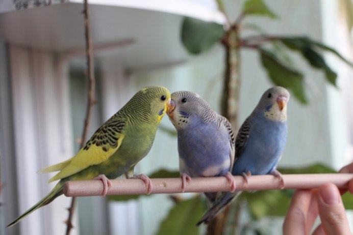 Пинто волнистый попугай