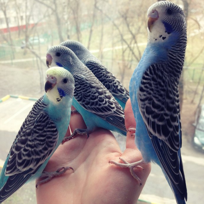 Волнистые попугаи любовь