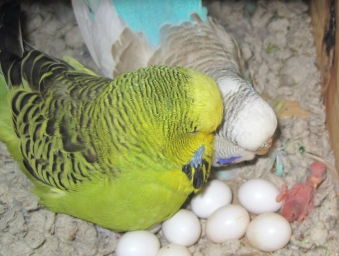 Антрацитовый волнистый попугай