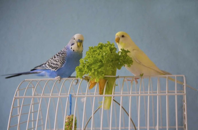 Паровой волнистый попугай