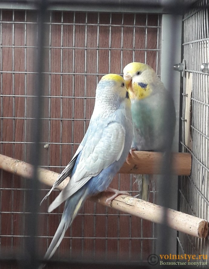 Попугай на руке