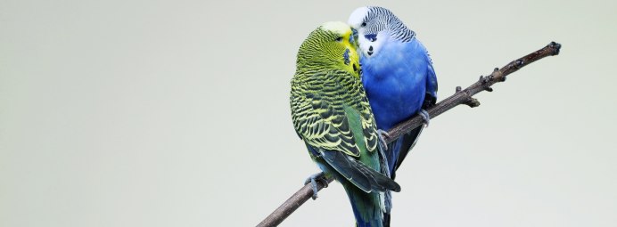Лазурный волнистый попугай