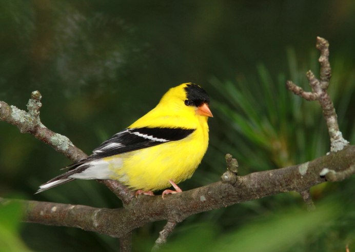 American Goldfinch птица