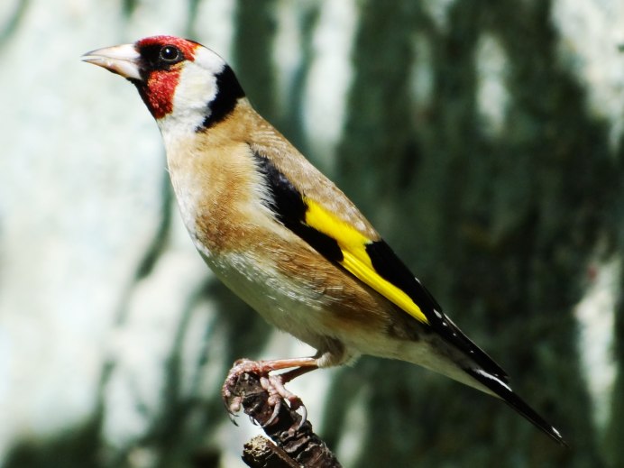 Обыкновенный щегол Carduelis Carduelis