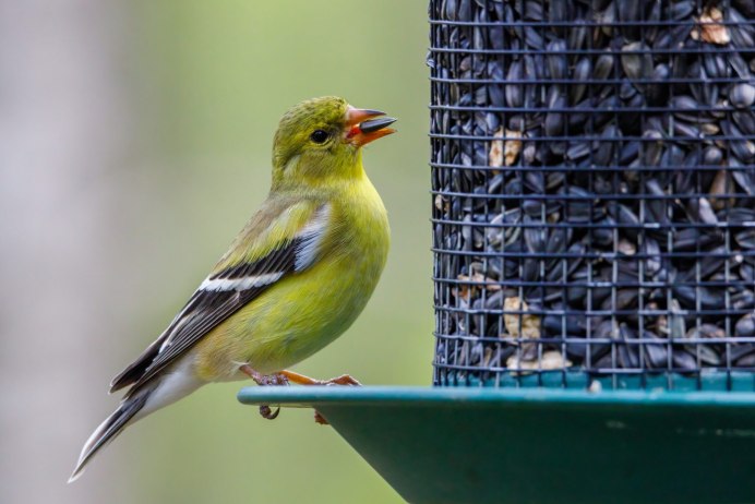 American Goldfinch птица