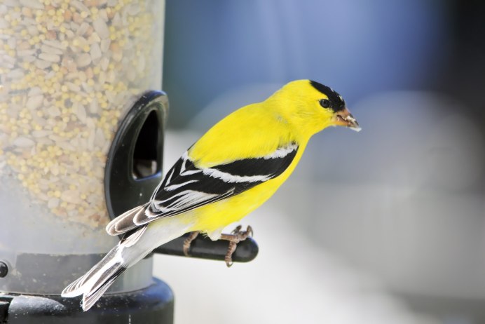 American Goldfinch птица