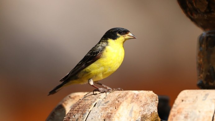 Eastern Goldfinch