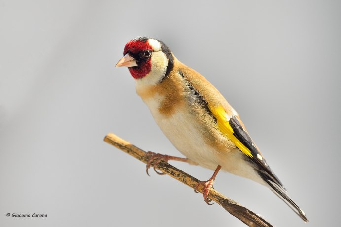 American Goldfinch птица
