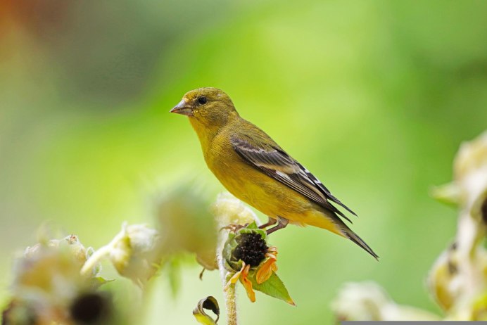 American Goldfinch птица