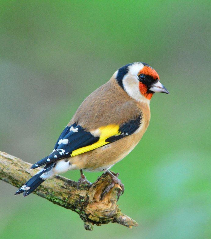 Carduelis tristis