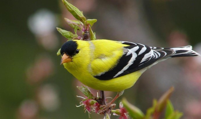 American Goldfinch птица