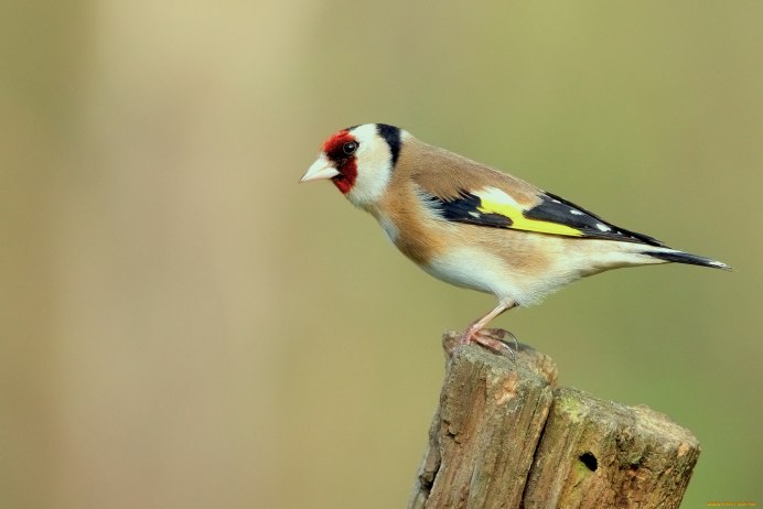 American Goldfinch птица