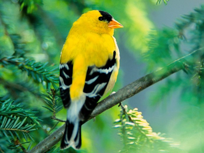 American Goldfinch птица