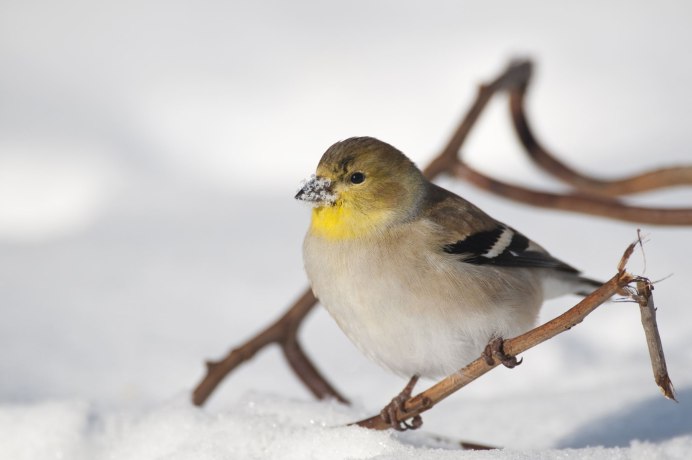 American Goldfinch птица