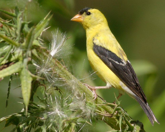 American Goldfinch птица