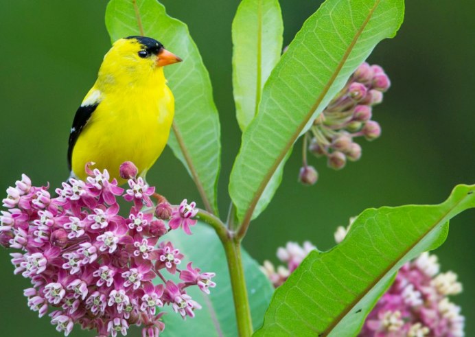American Goldfinch птица