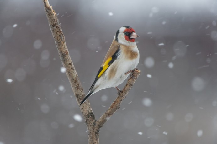 Carduelis tristis